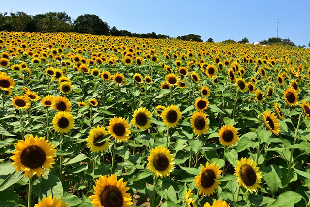 あわじ花さじき