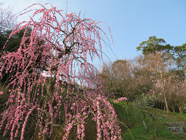 広田梅林