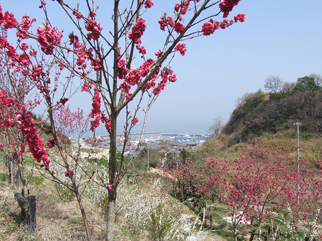 花の村東桃川花木公園