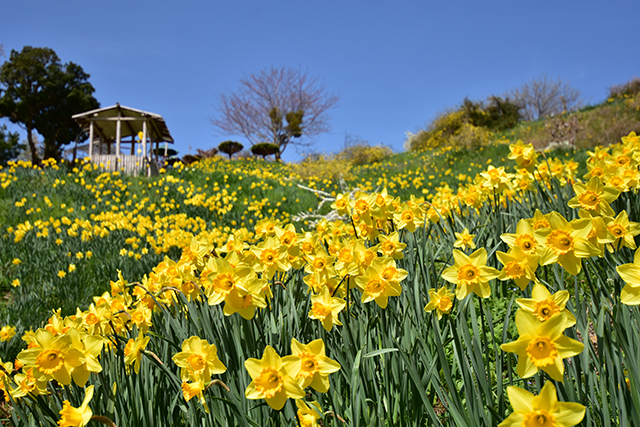 水仙の丘(DAFFODIL HILL INOUE)