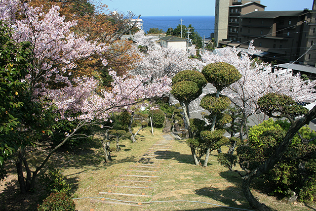 小路谷 古城園のサクラ