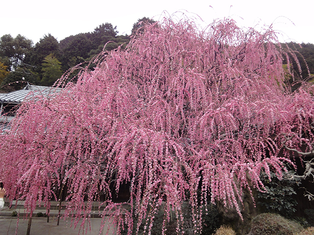 八木のしだれ梅(村上邸)