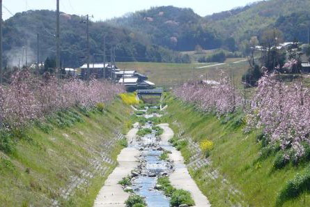 山田川桜並木通り