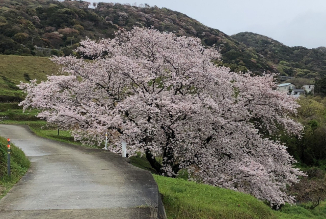 たもやん桜<font color='red'>(NEW)</font>